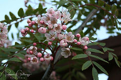 Acaena saccaticupula 'Blue Haze'