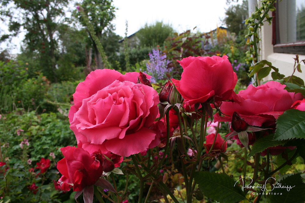 Rosa 'Duftwolke', Rosa 'Fragrant Cloud', coral red rose, hybrid tea rose