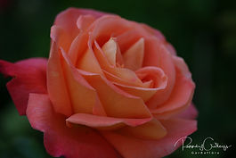 Terósablendingar (Hybrid Tea)