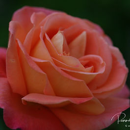 Terósablendingar (Hybrid Tea)