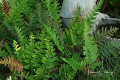 20120626_157edit.jpeg