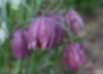 Acaena saccaticupula 'Blue Haze'