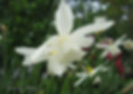 Acaena saccaticupula 'Blue Haze'