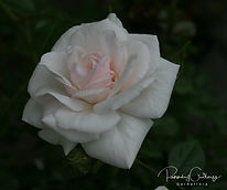 Acaena saccaticupula 'Blue Haze'
