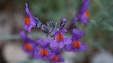 Linaria (dýragin) - ræktun af fræi