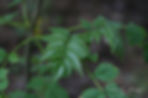 Acaena saccaticupula 'Blue Haze'