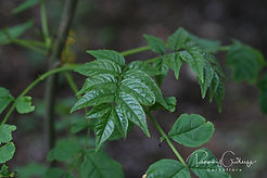 Acaena saccaticupula 'Blue Haze'