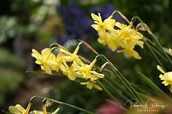 Acaena saccaticupula 'Blue Haze'