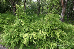 Acaena saccaticupula 'Blue Haze'