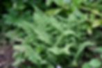 20090605_048edit.jpeg