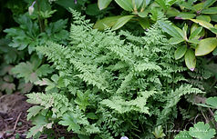 Green fer foliage of Cystopteris fragilis