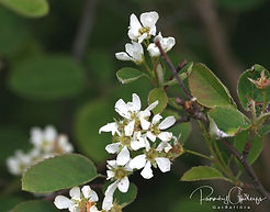 Acaena saccaticupula 'Blue Haze'