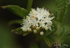 Acaena saccaticupula 'Blue Haze'