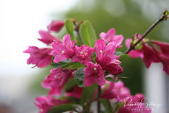 Acaena saccaticupula 'Blue Haze'