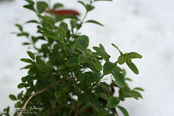 Acaena saccaticupula 'Blue Haze'