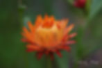 Helichrysum - Sólargull