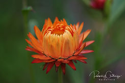 Helichrysum - Sólargull