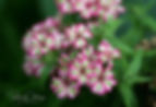 Phlox - Ljómar