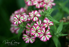 Phlox - Ljómar