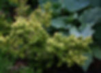 Acaena saccaticupula 'Blue Haze'
