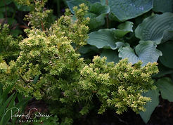 Acaena saccaticupula 'Blue Haze'