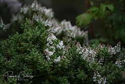 Acaena saccaticupula 'Blue Haze'