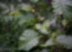 Acaena saccaticupula 'Blue Haze'