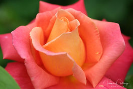 Terósablendingar (Hybrid Tea)