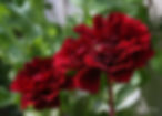 Acaena saccaticupula 'Blue Haze'