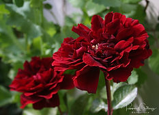Acaena saccaticupula 'Blue Haze'