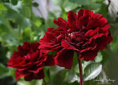 Acaena saccaticupula 'Blue Haze'