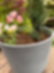 IMG_3553-ecopots-oslo-35-taxus-fastigiata-robusta-alstroemeria-inca-flamingo.JPG