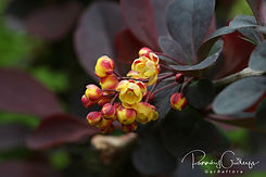 Acaena saccaticupula 'Blue Haze'