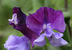 Lathyrus - Villertur