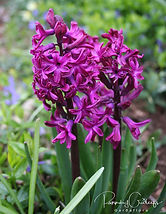 Acaena saccaticupula 'Blue Haze'
