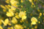 Acaena saccaticupula 'Blue Haze'