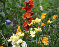 Erysimum - Aronsvendir