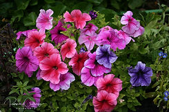 Petunia - Tóbakshorn