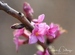 Acaena saccaticupula 'Blue Haze'
