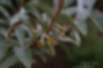 Acaena saccaticupula 'Blue Haze'