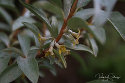 Acaena saccaticupula 'Blue Haze'