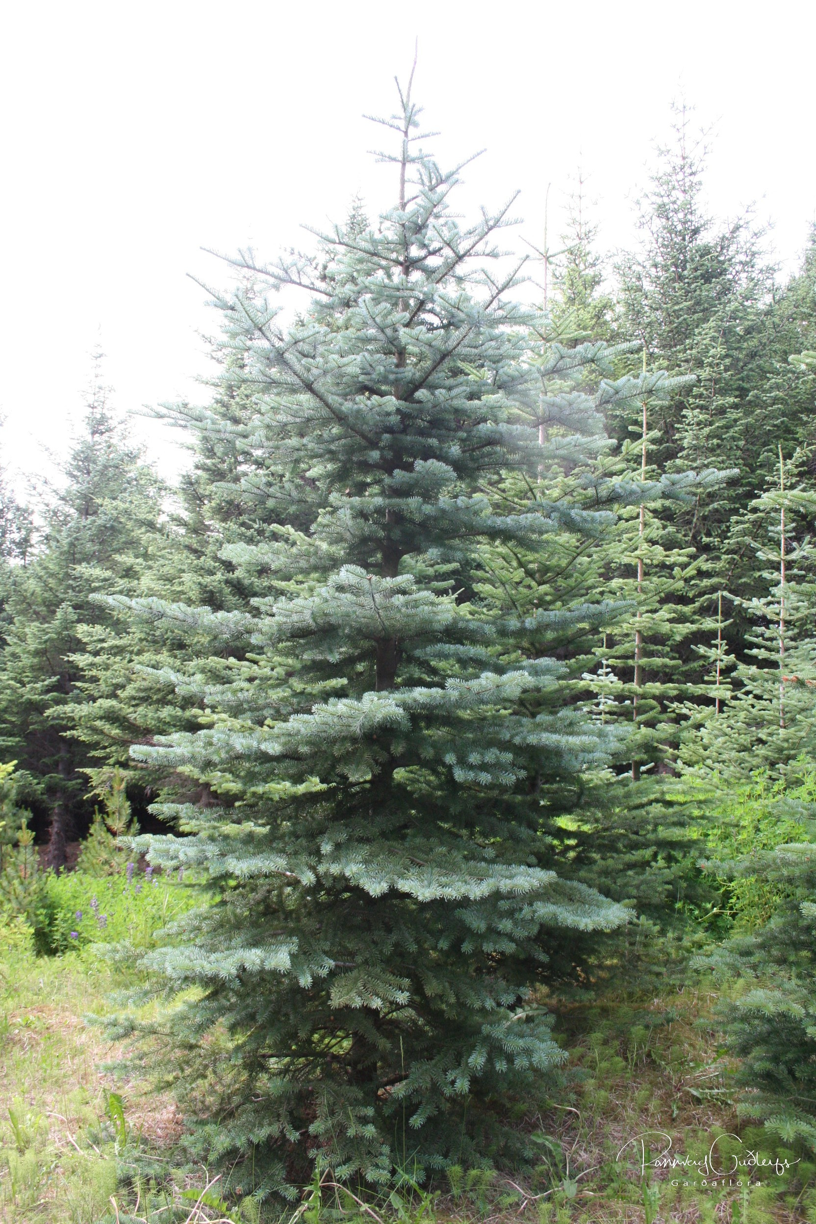 abies lasiocarpa