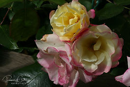 Klasarósir (Floribundas)