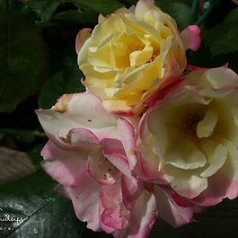 Klasarósir (Floribundas)