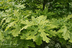 Acaena saccaticupula 'Blue Haze'