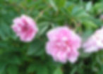 Acaena saccaticupula 'Blue Haze'