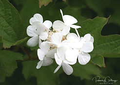 Acaena saccaticupula 'Blue Haze'