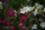 Nicotiana - Tóbaksjurtir