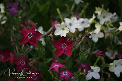 Nicotiana - Tóbaksjurtir
