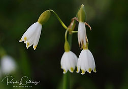 Acaena saccaticupula 'Blue Haze'